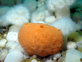 Sponge