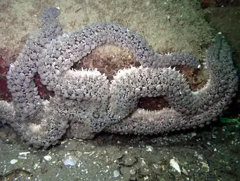 Velcro Star