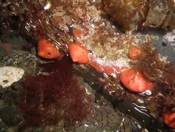 Broadbase Tunicates