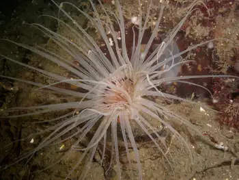 Tube Dwelling Anemone