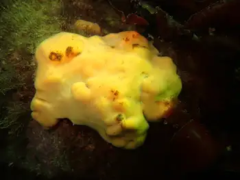 Sponge
