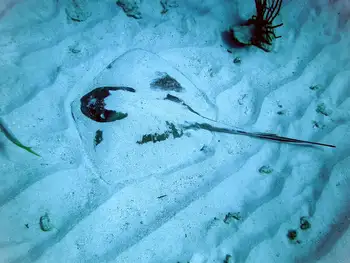 Stingray