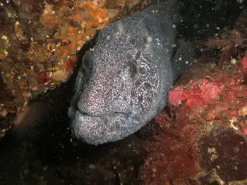 Wolf Eel