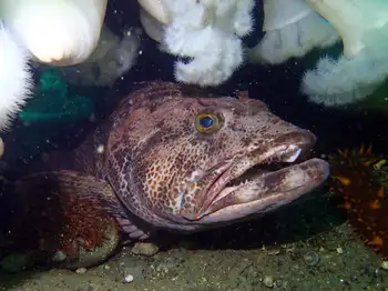 Lingcod