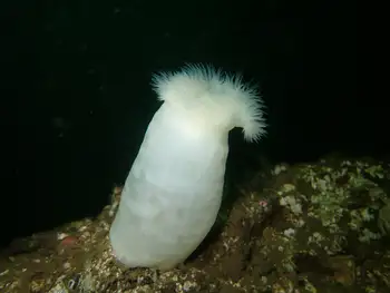 Metridium Anemone