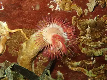 Red Trumpet Calcareous Tube Worms