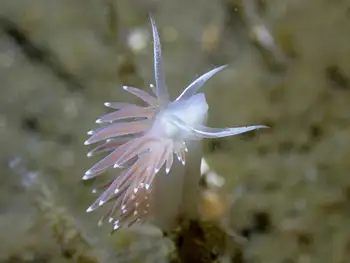 Red Flabellina Nudibranch