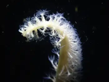 northwest sea whip