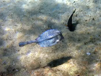 honeycomb cowfish