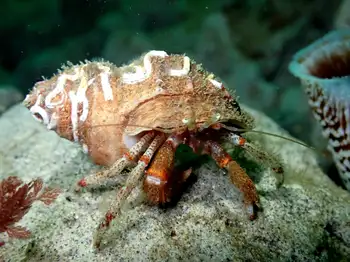 Hermit Crab