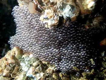 Eggs Kelp Greenlin