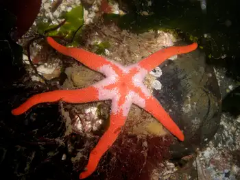 Armpit Blood Star