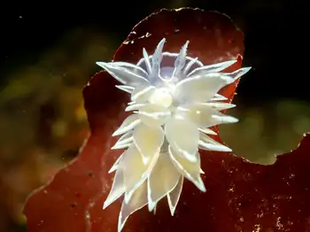 Alabaster Nudibranch