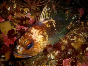 Quillback Rockfish