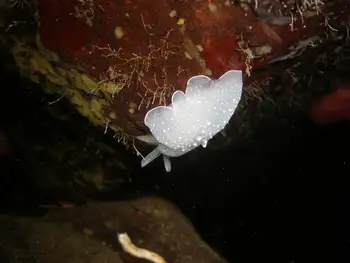 California Berthella