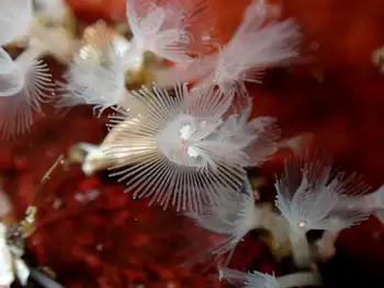 Hydroid
