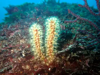 Cavernulina darwini Coral