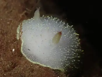 Nanaimo Nudibranch