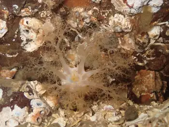 Stiff Footed Sea Cucumber