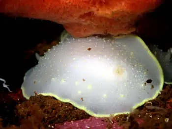 Yellow Margin Dorid