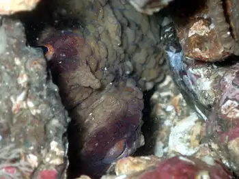 Red Octopus