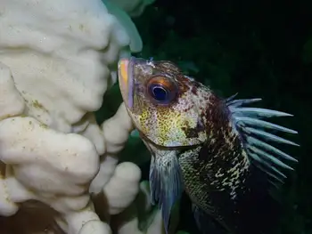 Quillback Rockfish