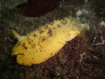 Monterey Sea Lemon