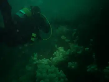 Metridium Anemones