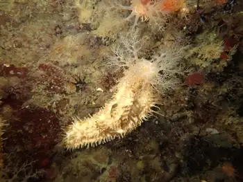 Stiff Footed Sea Cucumber