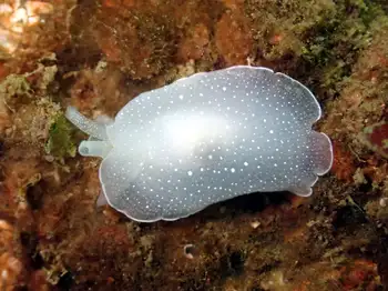 California Berthella