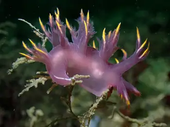 Multicolor Dendronotid