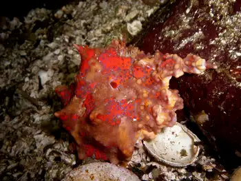 Juvenile Puget Sound King Crab