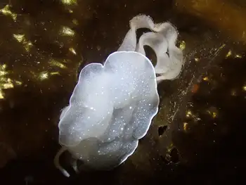 California Berthella