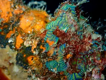 Algae
