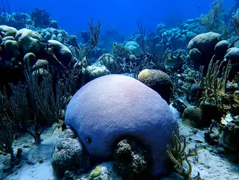 Coral