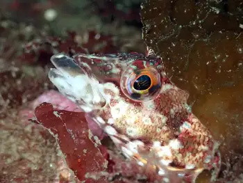 Painted Greenling