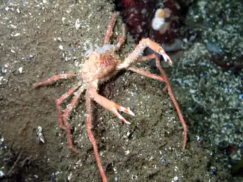 Longhorn Decorator Crab