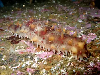 California Sea Cucumber
