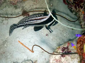 Spotted Drum