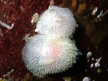 Pilose Dorids