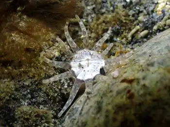 Ten Tentacled Burrowing Anemone