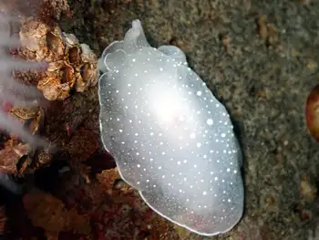 California Berthella