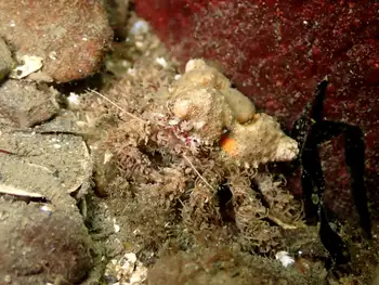 Rhinoceros Crab