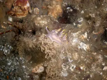 Multicolor Dendronotid