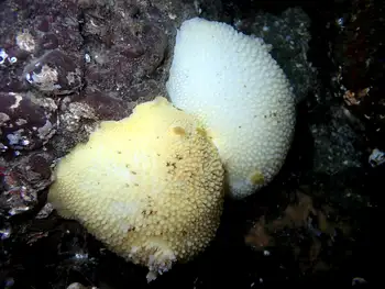 Noble Sea Lemons