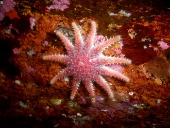 rose star
