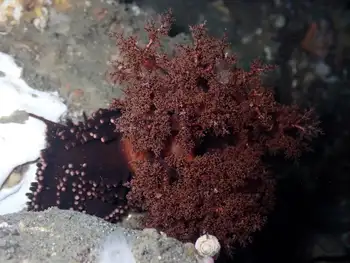 Black Sea Cucumber