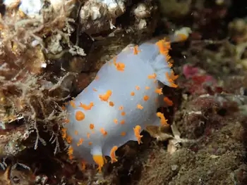 Bold Clown Nudibranch