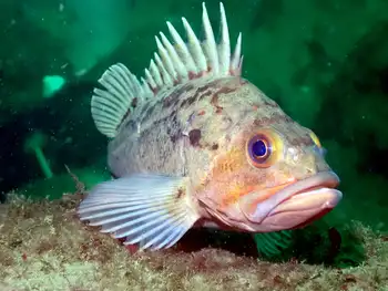 Copper Rockfish