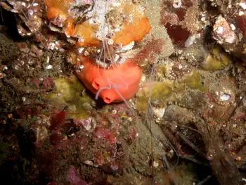 Broadbase Tunicate